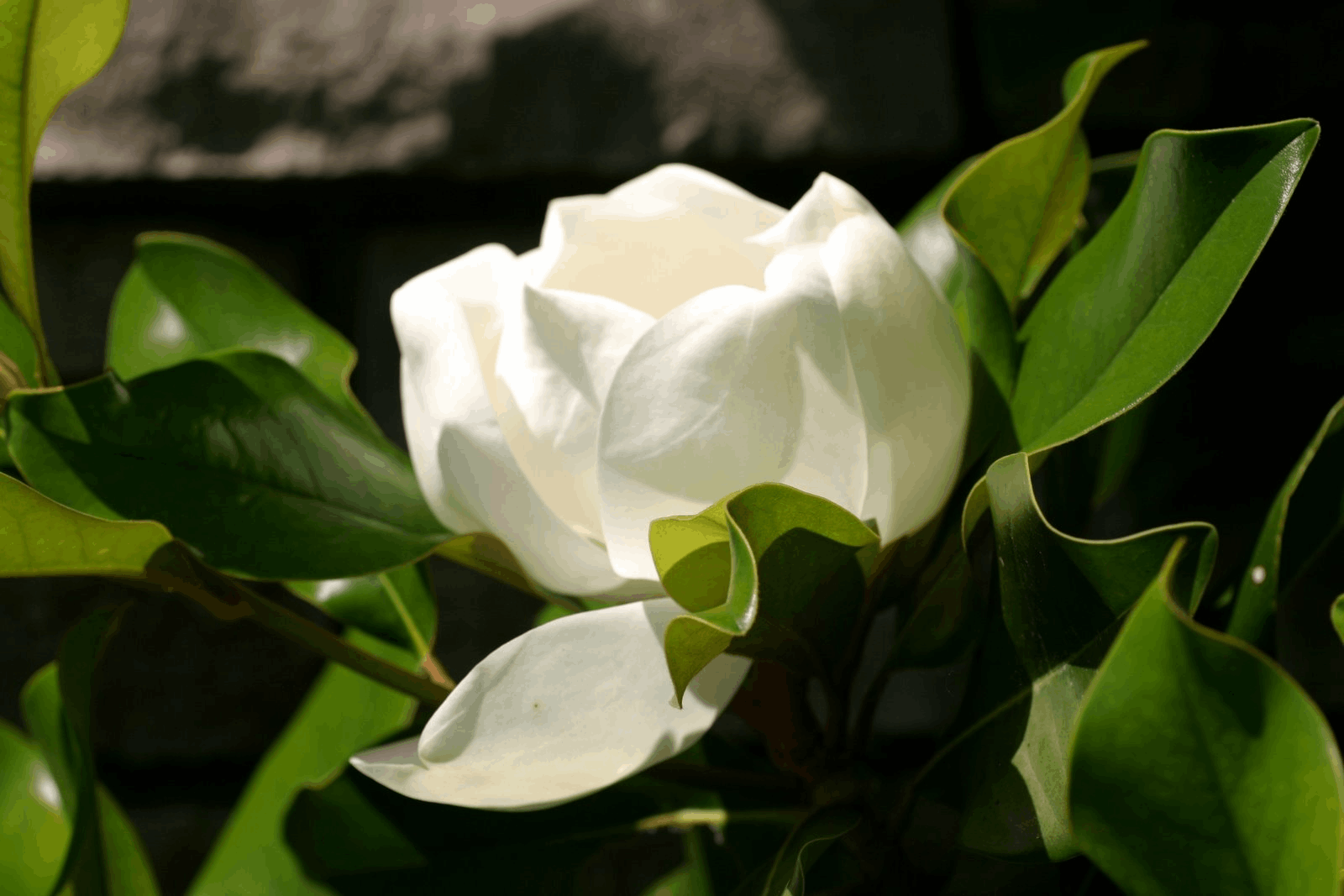Magnolia bloom