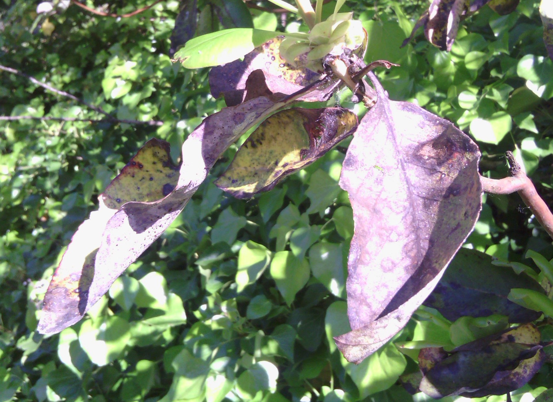 Damaged plant